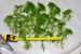 copy_616_copy_104_copy_436_copy_561_1-6.jpg