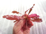 copy_764_Red-Beauty.jpg