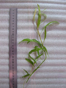 copy_893_H.-Lancea-Sarawak.jpg