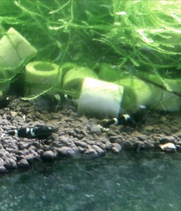 copy_995_20171101_102258.jpg