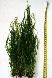 narrow_cm_cr.jpg