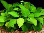 1486480903_anubias-barteri-var.-nana-gold-2.jpg