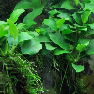 1489155517_anubias-barteri-nana-petite-4.jpg