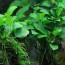 1489155517_anubias-barteri-nana-petite-4.jpg