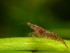 Cherry_shrimp_(Neocaridina_heteropoda)_-_29_Dec__2008.jpg