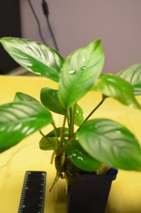 DSC_0562.JPG