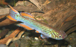 Fundulopanchax walkeri.jpg