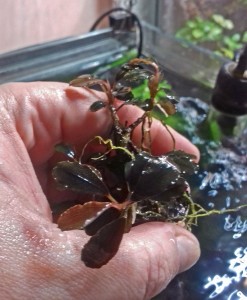 buc.sp.-Lamandau-Purple.jpg