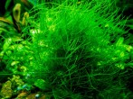 copy_206_Vietnam-moss.jpg