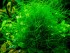 copy_206_Vietnam-moss.jpg