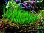 copy_240_copy_144_copy_738_Fissidens-Nobilis-Long-leaf.jpg