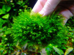 copy_407_Fenix_moss-1.jpg