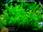 copy_579_Districhophyllum-Maibarae.jpg
