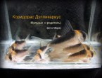 copy_594_Дупликариус-с-малышами-1.jpg
