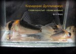 copy_830_Дуплекариус-слева-1.jpg