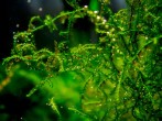 copy_835_moss-sp.-THAMARASSERY.jpg