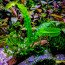 copy_857_copy_912_copy_990_Pteridophyta-X-kiat1.jpg