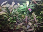 copy_898_IMG_20171225_072928.jpg