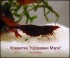 Кровавая Мэри01.jpg