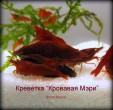 Кровавая Мэри07.jpg