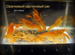 Раки аук 5 штук.jpg