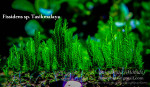 DSCF6197.jpg