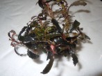 DSCN1339.JPG