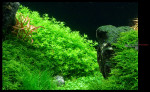 Hemianthus-micranthemoides.jpg