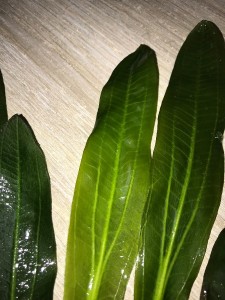 IMG_0536.jpg
