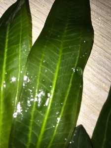 IMG_0537.jpg