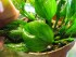 copy_500_copy_462_verde2.jpg