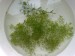 copy_595_030120081773.jpg