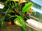 copy_626_copy_549_verde1.jpg