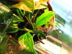 copy_732_copy_548_verde3.jpg