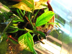copy_732_copy_548_verde3.jpg