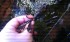 Bucephalandra sp. Black Centipede 2, Melawi.jpg