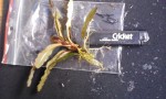 Bucephalandra sp. Black Leaf.jpg