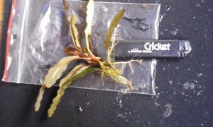 Bucephalandra sp. Black Leaf.jpg
