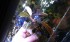 Bucephalandra sp. Blue Green.jpg