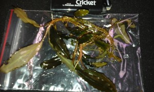 Bucephalandra sp. Giant.jpg