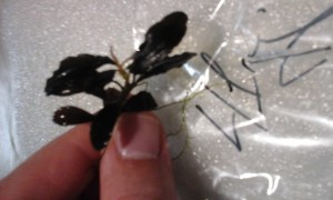 Bucephalandra sp. Gladius.jpg