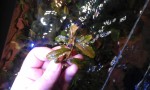 Bucephalandra sp. Silver Powder.jpg