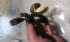 Bucephalandra sp. Theia Black.jpg
