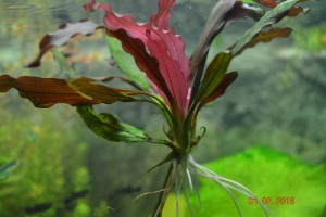 DSC_1139.JPG