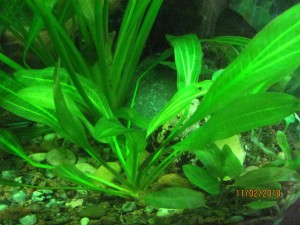 IMG_4398.JPG