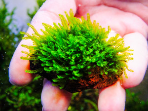 copy_55_miniRosa-moss.jpg