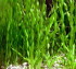 vallisneria_spiralis.jpg