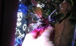 Bucephalandra sp. Copper Leaf.jpg
