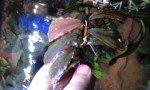 Bucephalandra sp. Nanga Pinoh «Tangerine».jpg