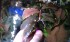 Bucephalandra sp. Nanga Pinoh «Tangerine».jpg